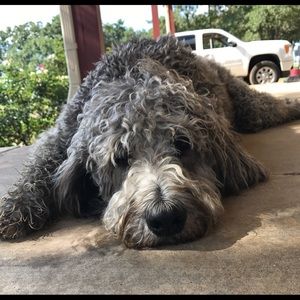 Meet your Posher, Janel